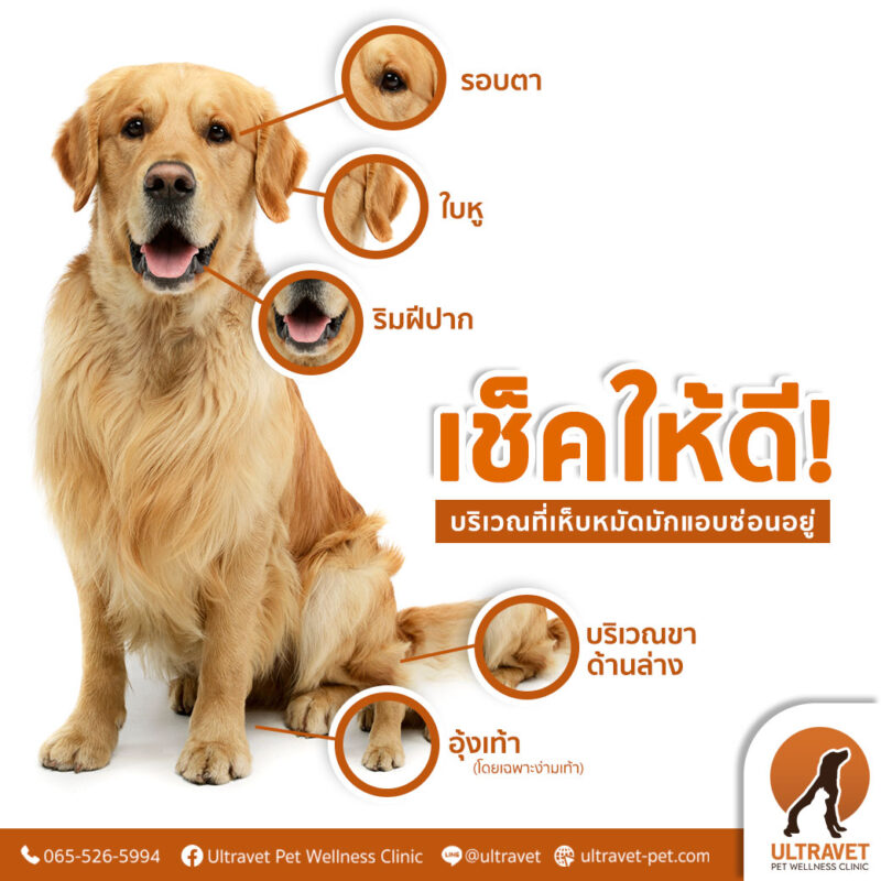 วิธีกำจัดเห็บหมัดสุนัข