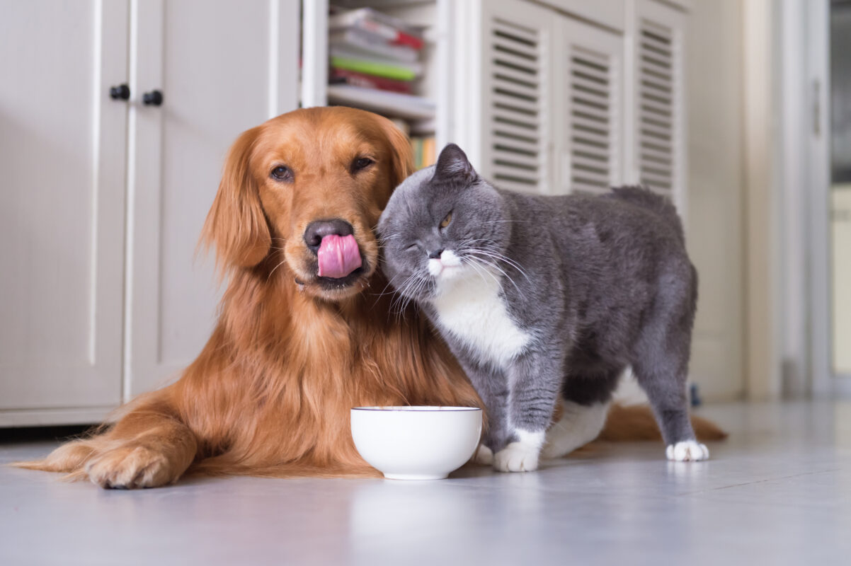 dog and cat