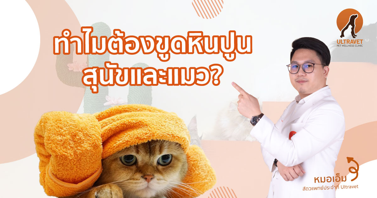 ขูดหินปูน