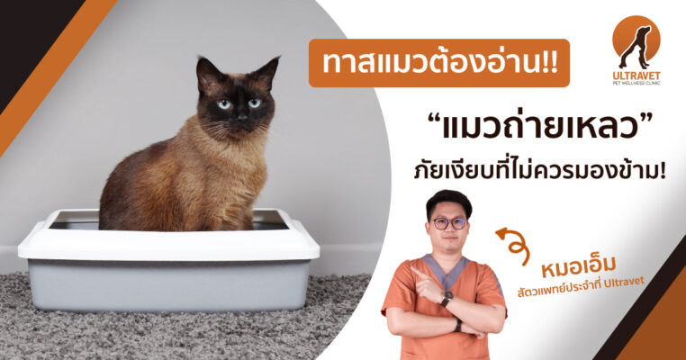 แมวถ่ายเหลว
