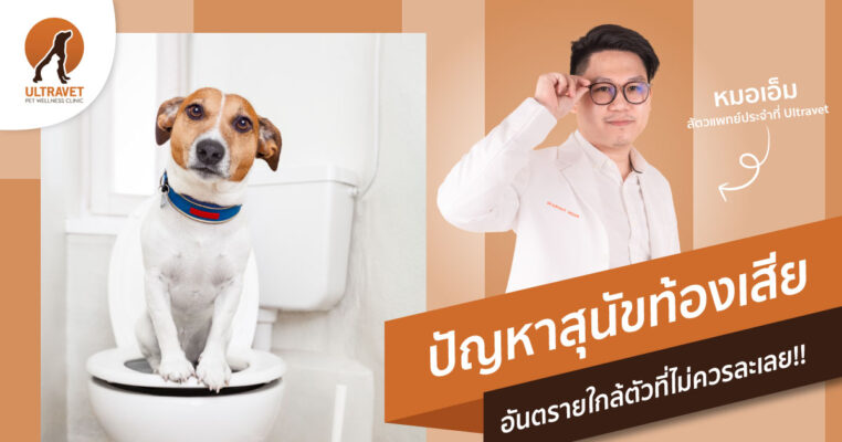 สุนัขถ่ายเหลว