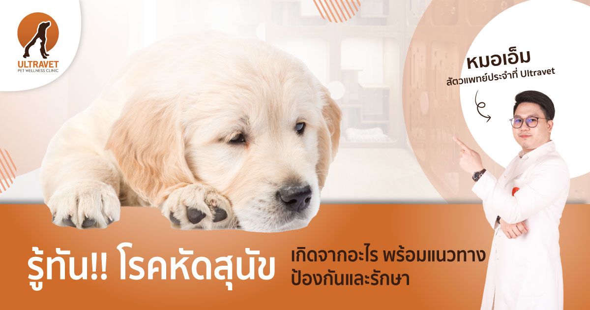 โรคหัดสุนัข