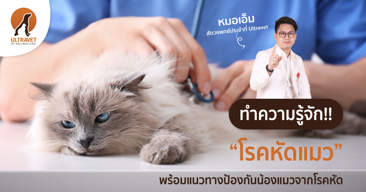 โรคหัดแมว