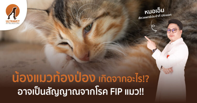 โรค FIP แมว