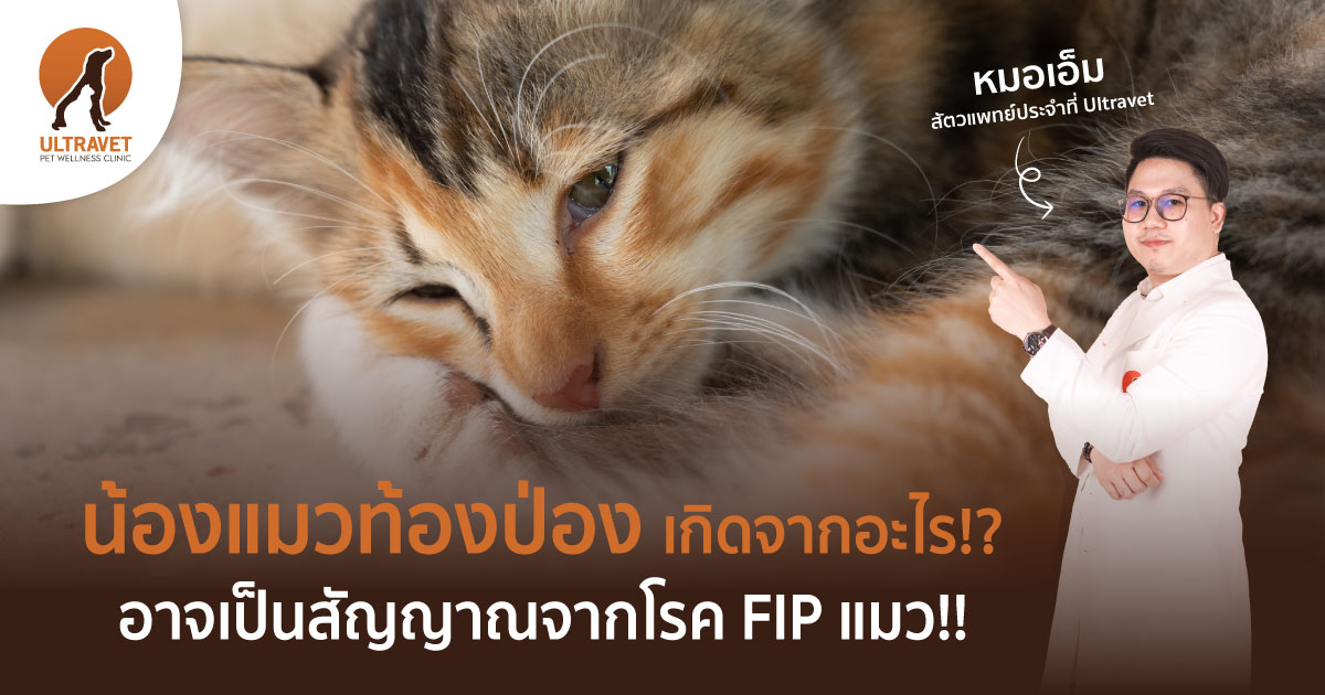 โรค FIP แมว