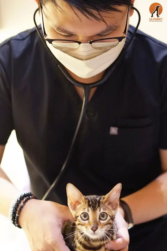 โรคหัดแมว