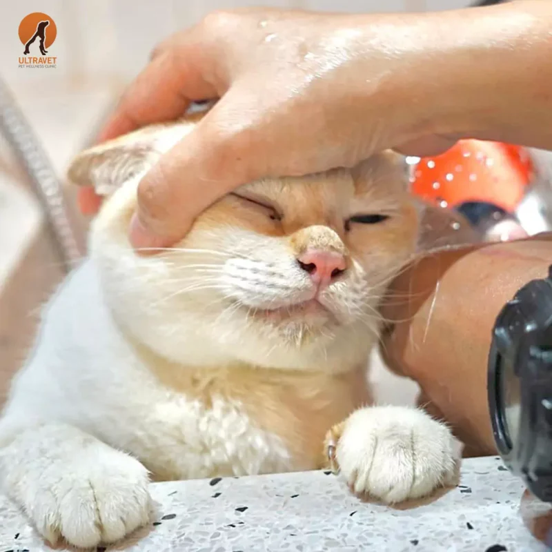 อาบน้ำแมว อาบน้ำหมา