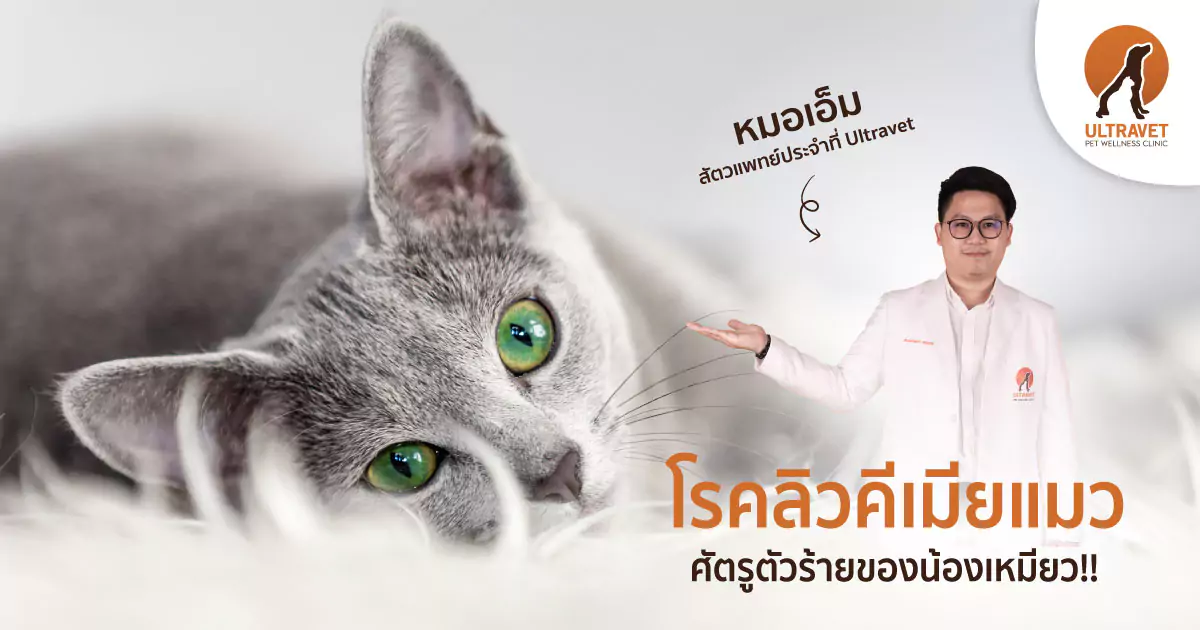 ลิวคีเมียแมว ลูคีเมียแมว
