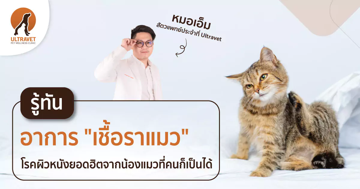 เชื้อราแมว