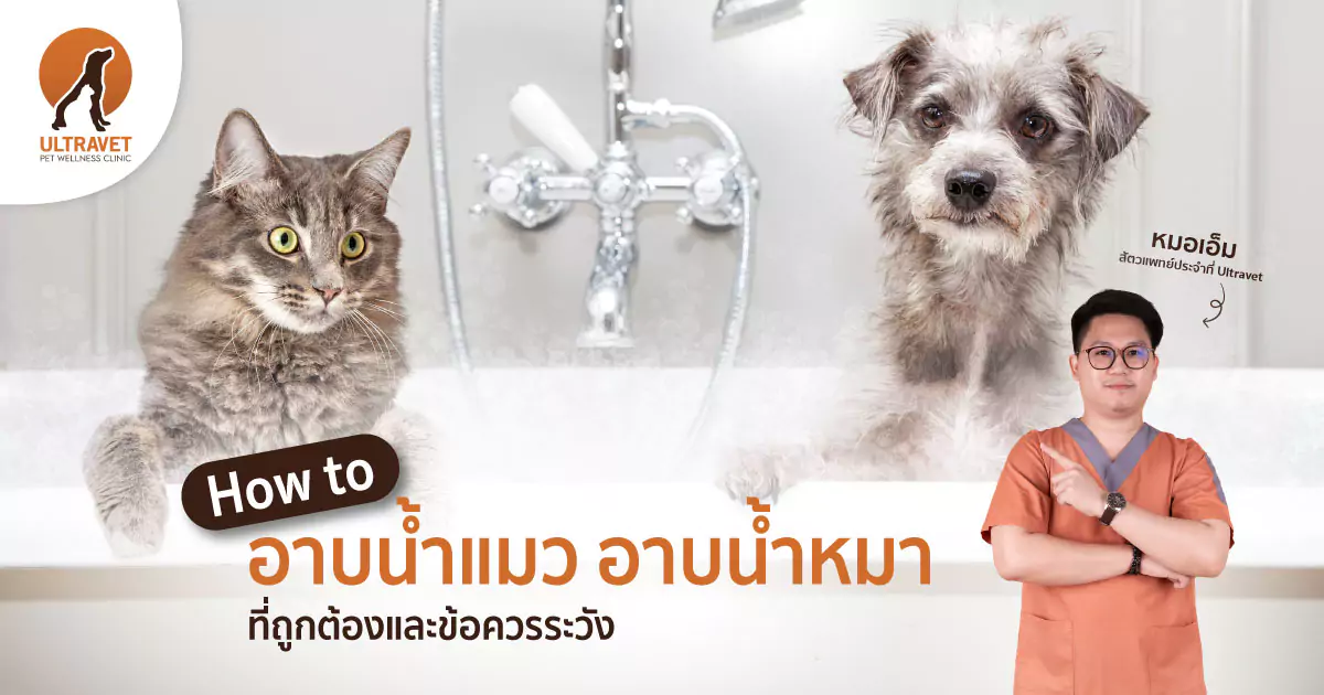 อาบน้ำแมว อาบน้ำหมา