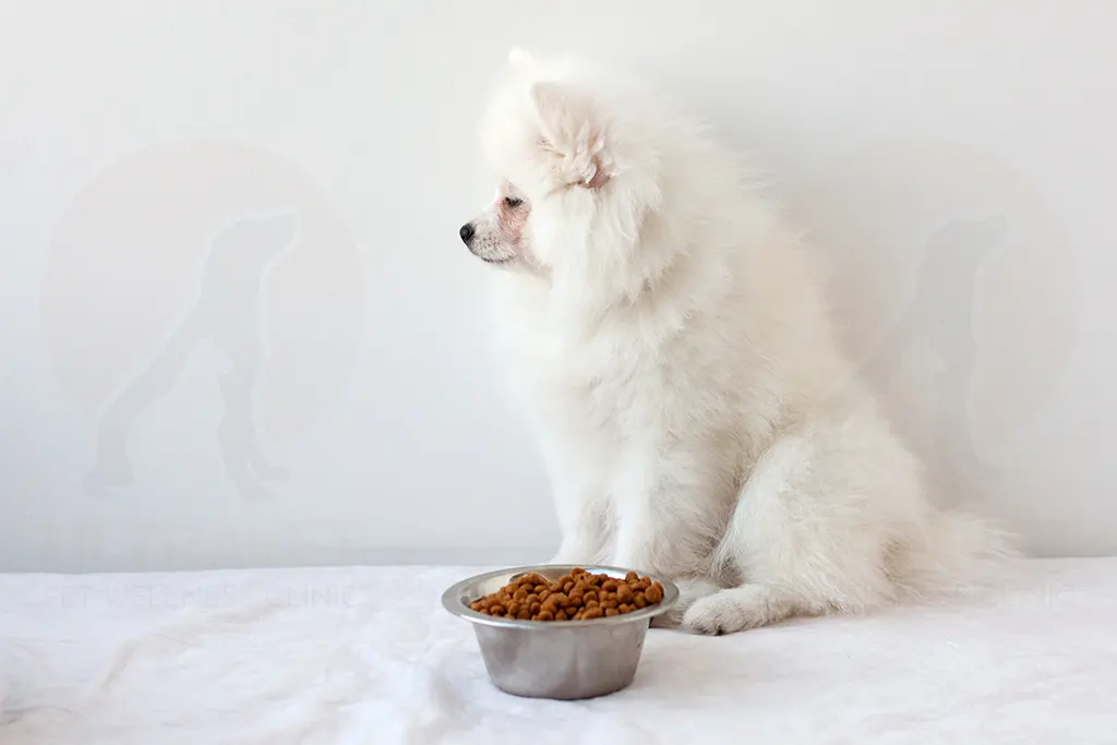 สุนัขไม่ค่อยกินอาหาร