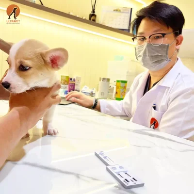 สุนัขเป็นลําไส้อักเสบ รักษายังไง