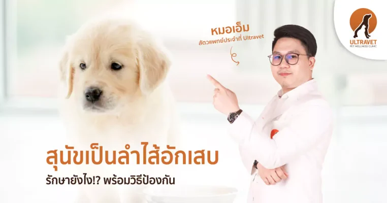 สุนัขเป็นลําไส้อักเสบ รักษายังไง
