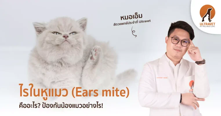 ไรในหูแมว