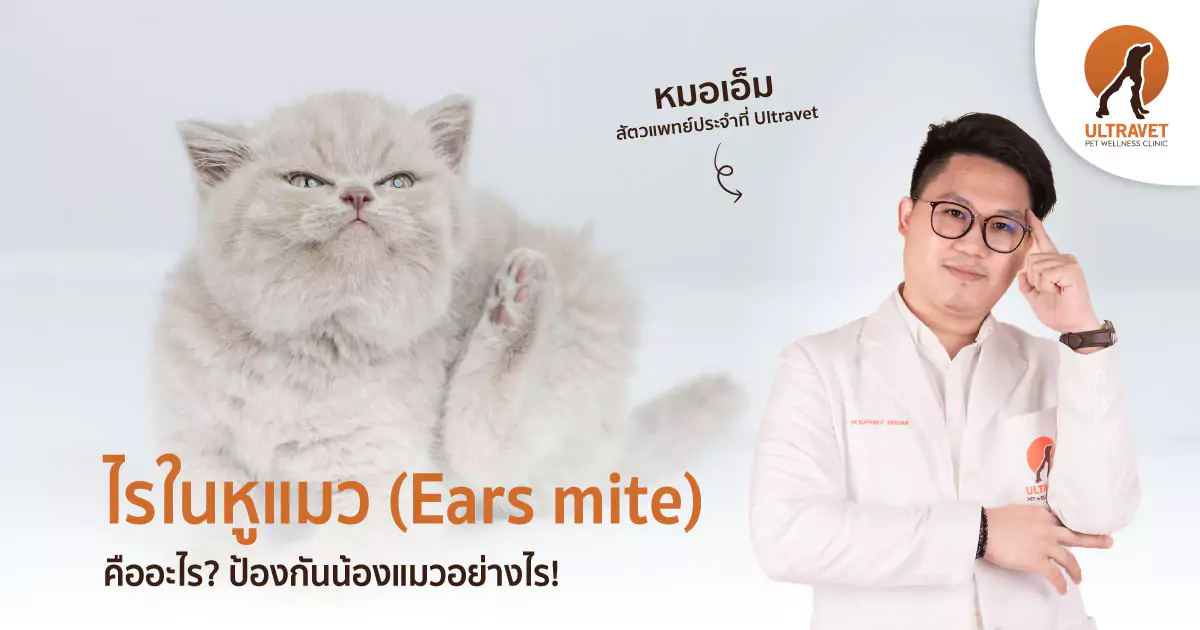 ไรในหูแมว
