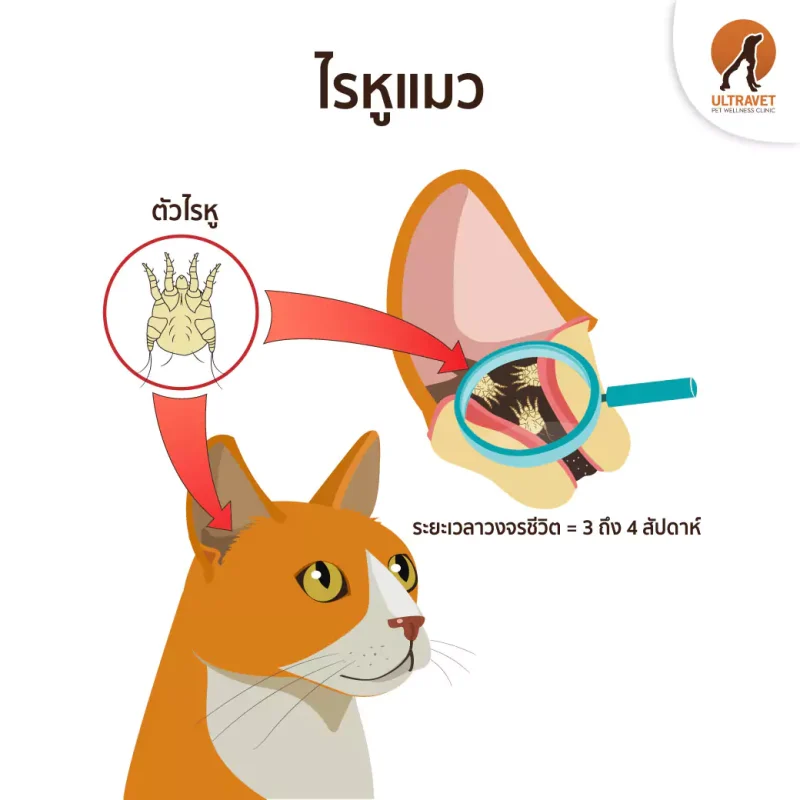 ไรในหูแมว