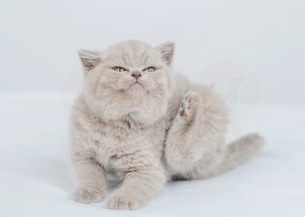 ไรในหูแมว