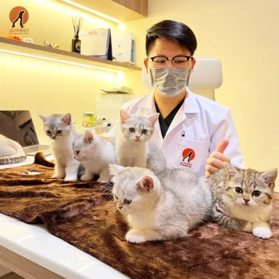 ไรในหูแมว