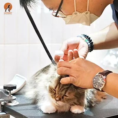 ไรในหูแมว