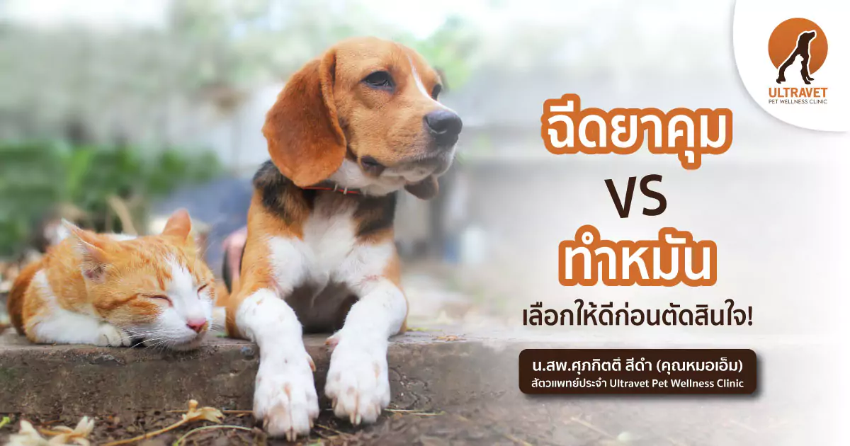 ฉีดยาคุมแมว