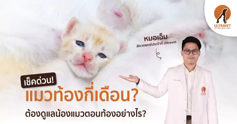 แมวท้องกี่เดือน