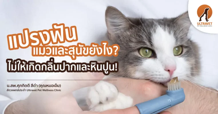 แปรงฟันสุนัข แปรงฟันแมว