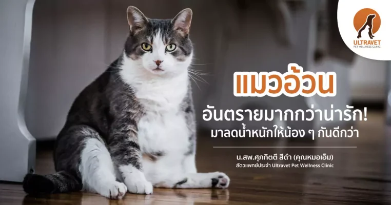 แมวอ้วน