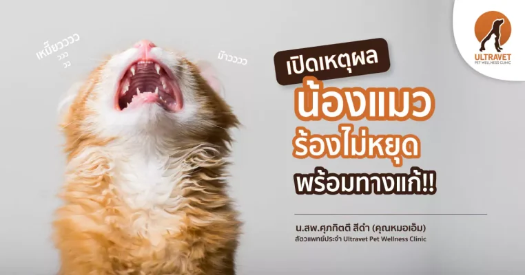 แมวร้องไม่หยุด