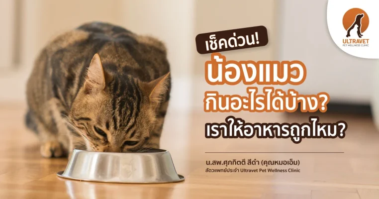 แมวกินอะไรได้บ้าง