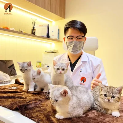 แมวร้องไม่หยุด