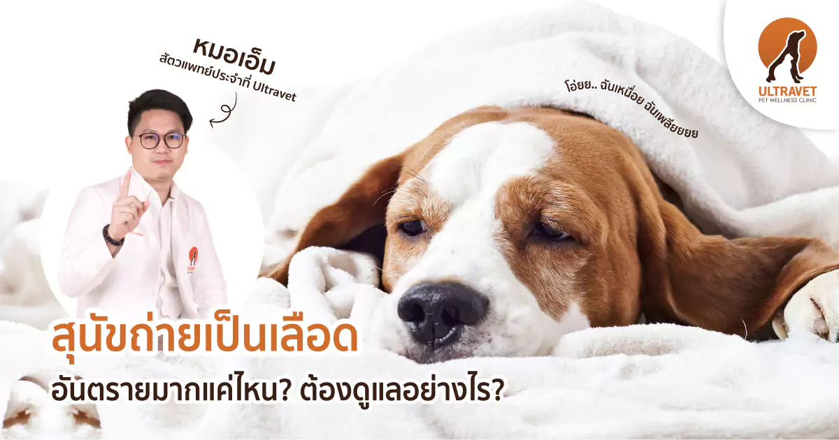 สุนัขถ่ายเป็นเลือด