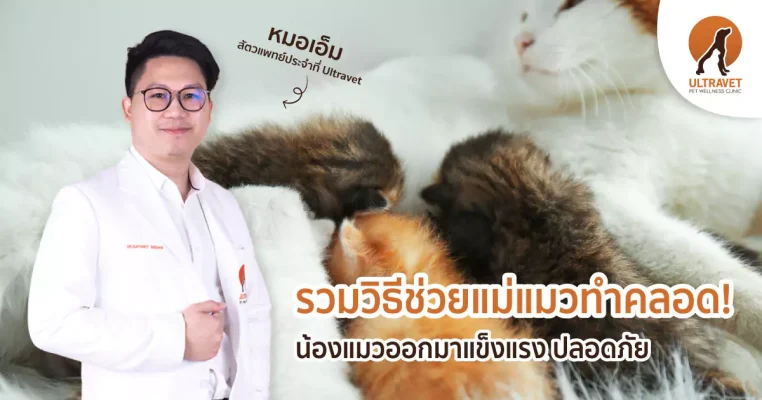 ทำคลอดแมว