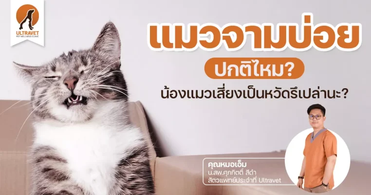 แมวจามบ่อย ภาพปก