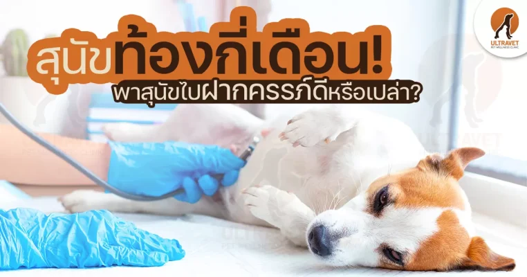 สุนัขท้องกี่เดือน
