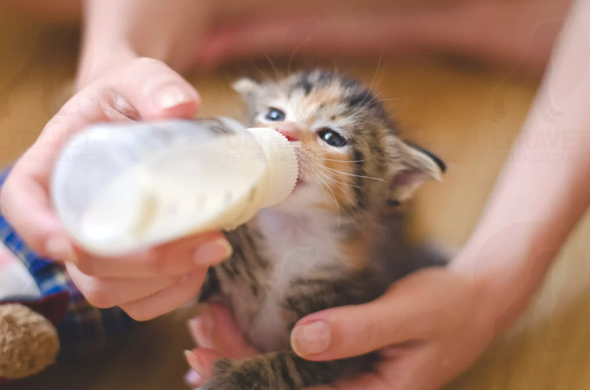 แมวกินน้ำอะไรได้บ้าง