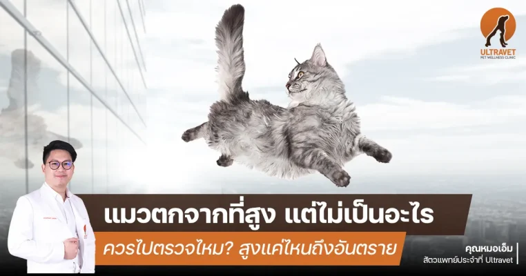 cat falling from height