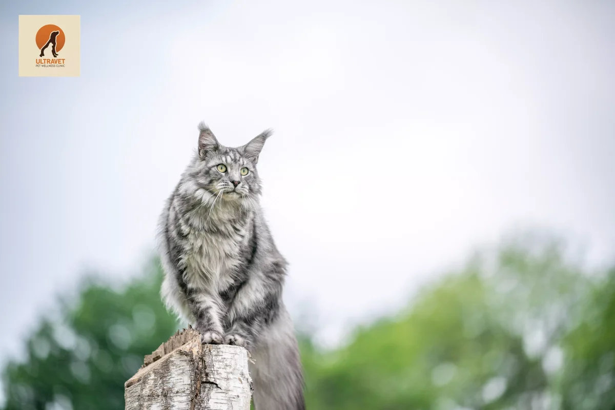 cat falling from height