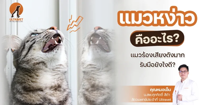 cat-heat