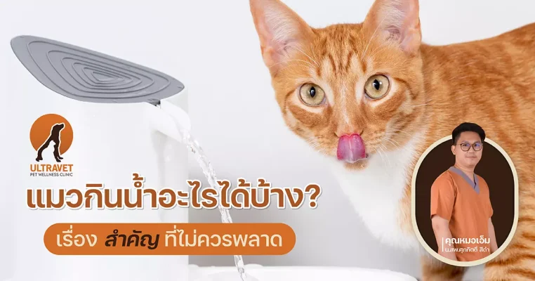 แมวกินน้ำอะไรได้บ้าง