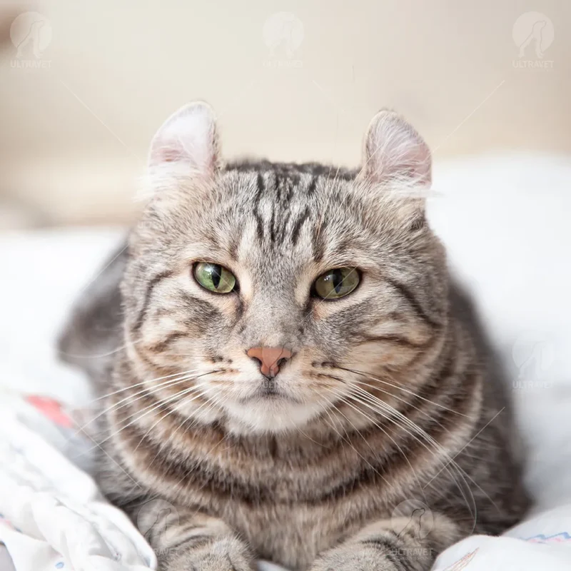 cat-breed-american-curl-short-hair