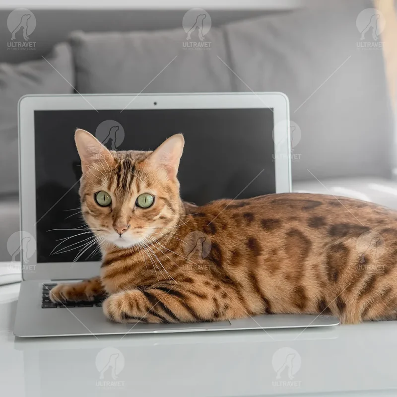 cat-breed-bengal-short-hair