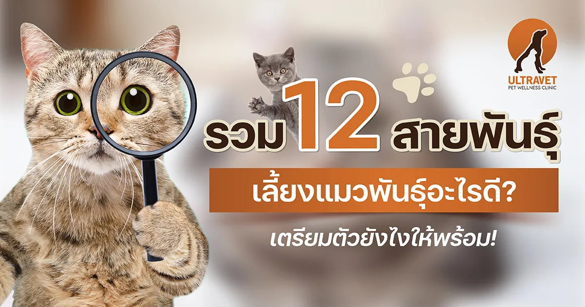 cat-breed