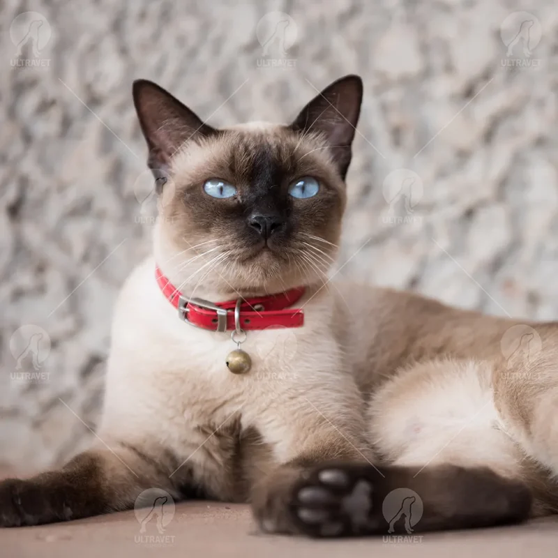cat-breed-siamese-short-hair